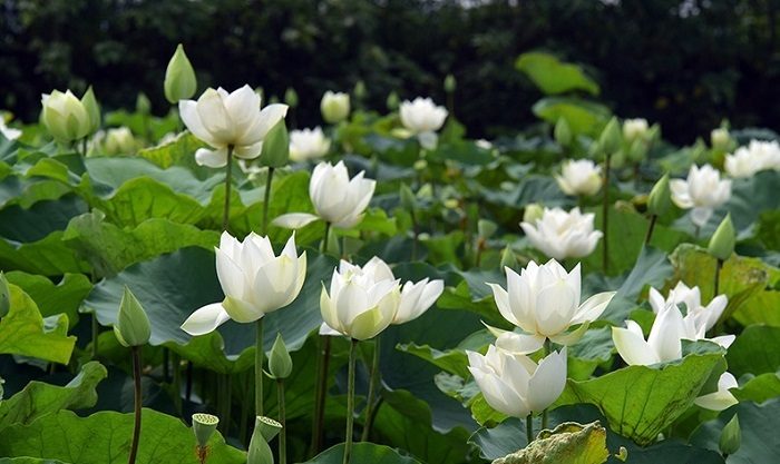 Hoa sen trắng ở hồ Tịnh Tâm vô cùng đặc biệt (ảnh sưu tầm)